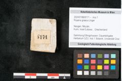 Foto (Objekt + Etikett) von Royena graeca Unger (NHMW-GEO-2024-0188-8171)